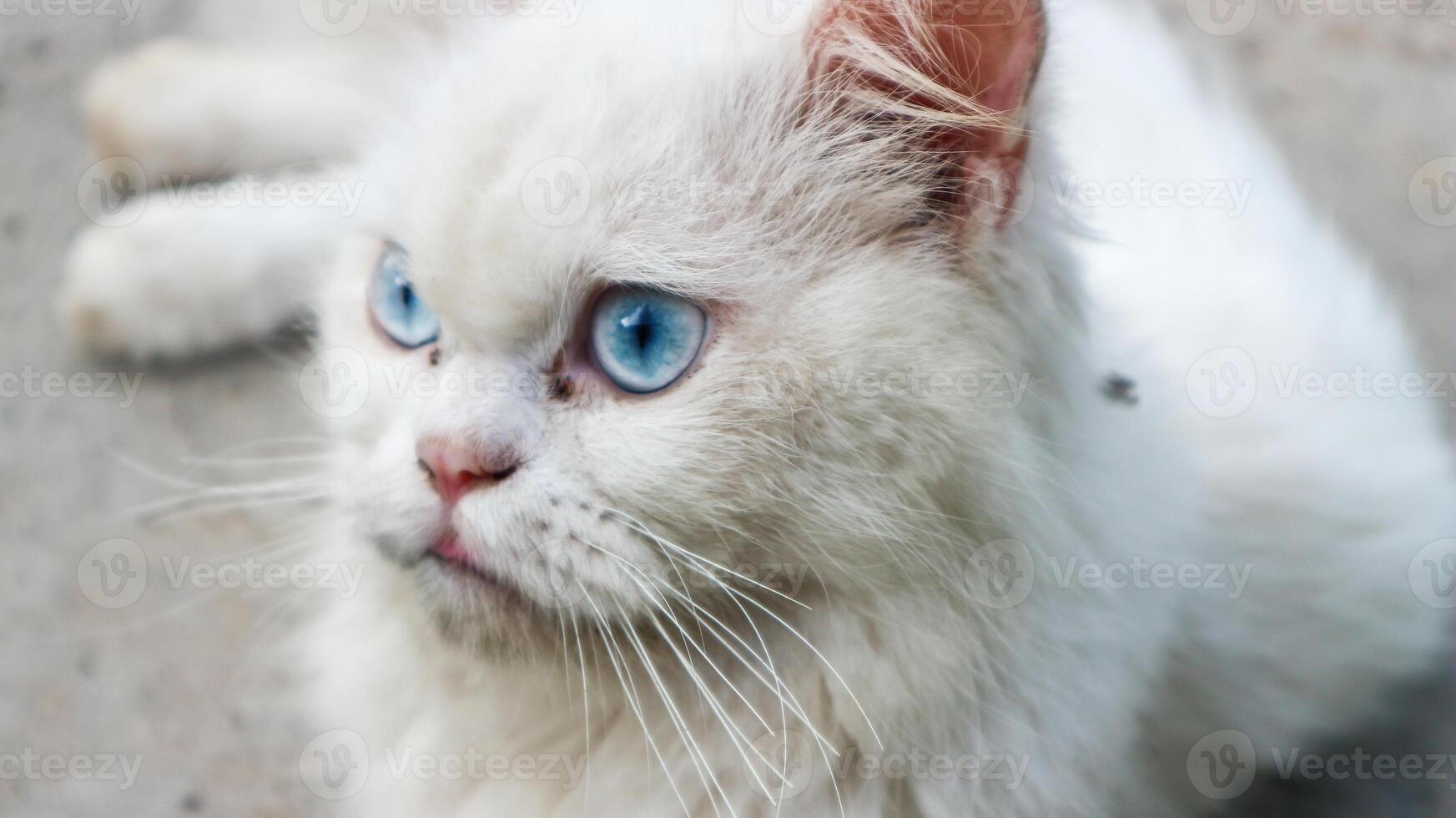 enojado blanco gato azul ojos. Doméstico blanco gato acostado abajo. foto