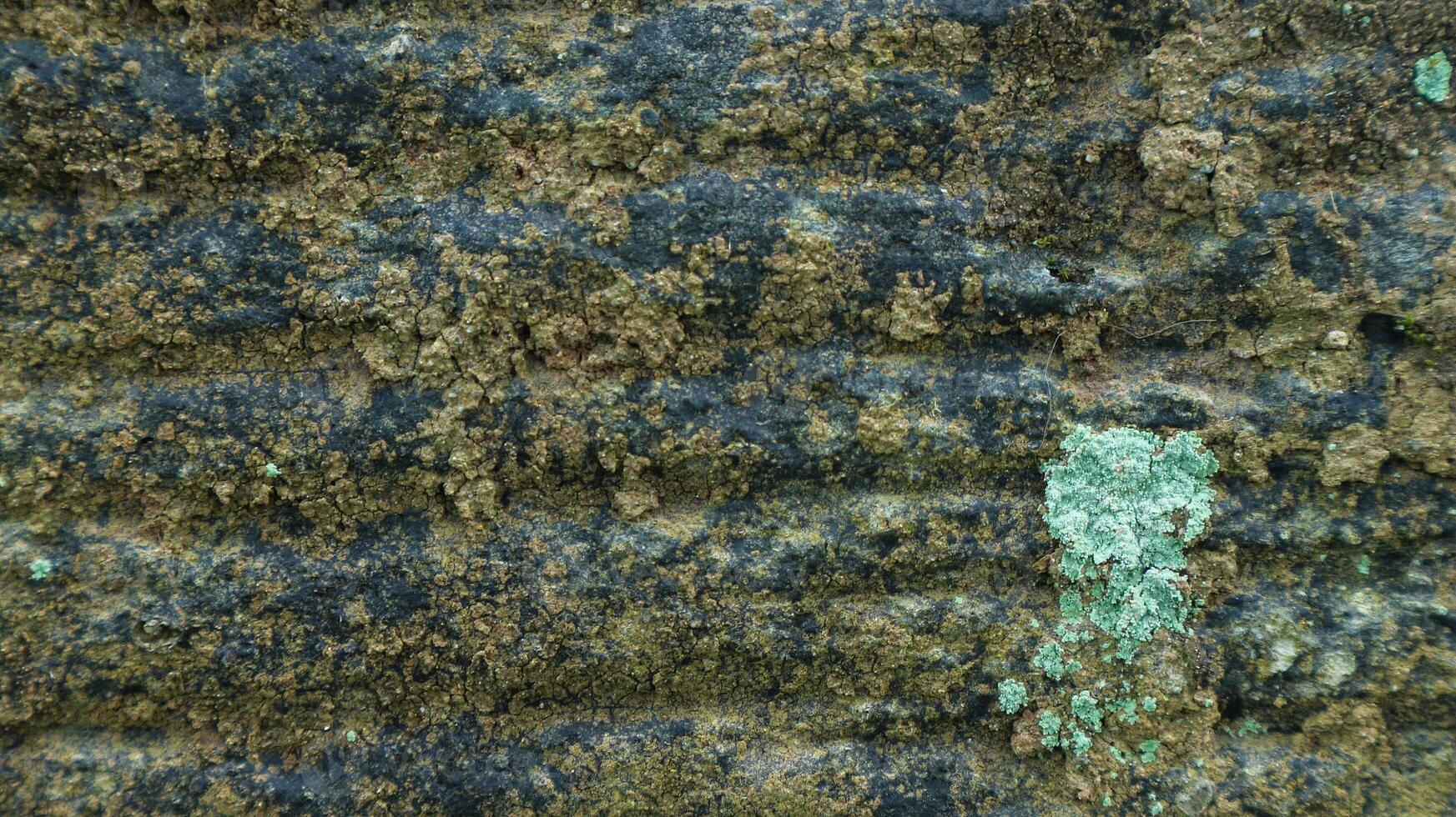 Close up photo of the texture of the mossy stone wall, Macro photo background