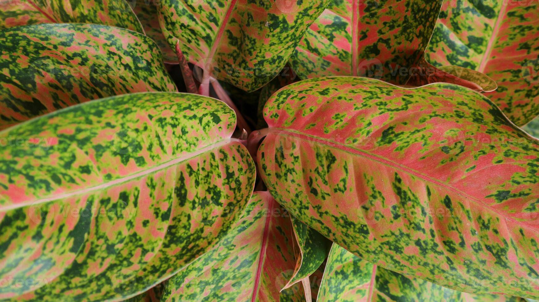 Background texture of aglonema leaves. photo