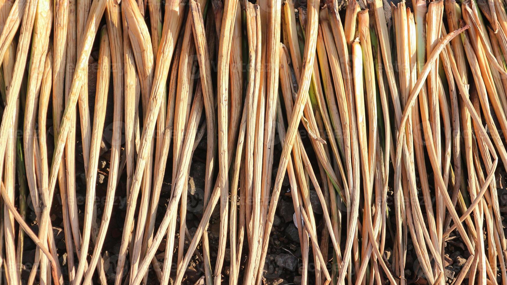 Dried water hyacinth is commonly used to make various kinds of handicrafts, such as bags, wallets, pouches, and mats. photo