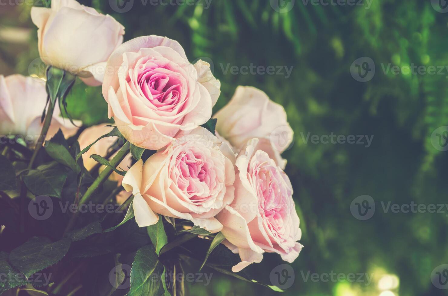 Light pink roses bunch flower. Vintage filtered effect. photo
