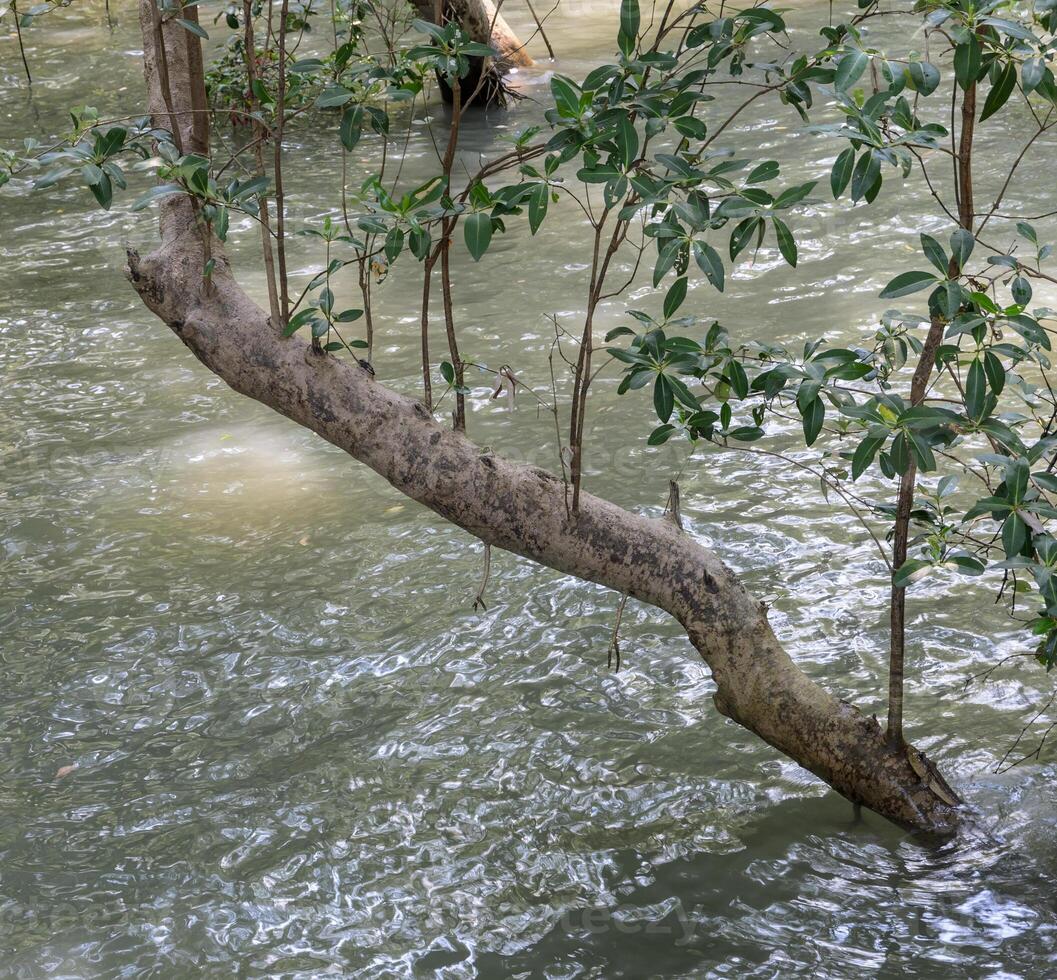 Mangrove forest with water flowing photo