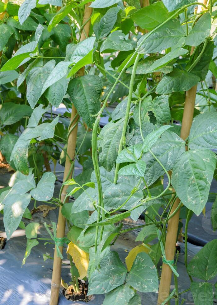 Yardlong bean plantation photo