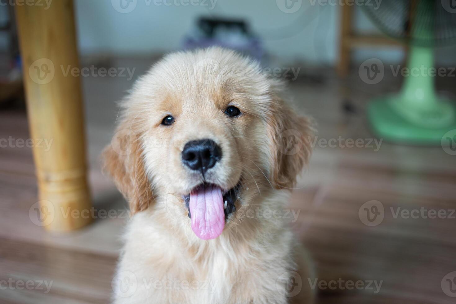 Puppy golden retrievers Sit or smile happily and obey the owner when instructed to sit on the floor. It was looking curiously at the camera at home. photo