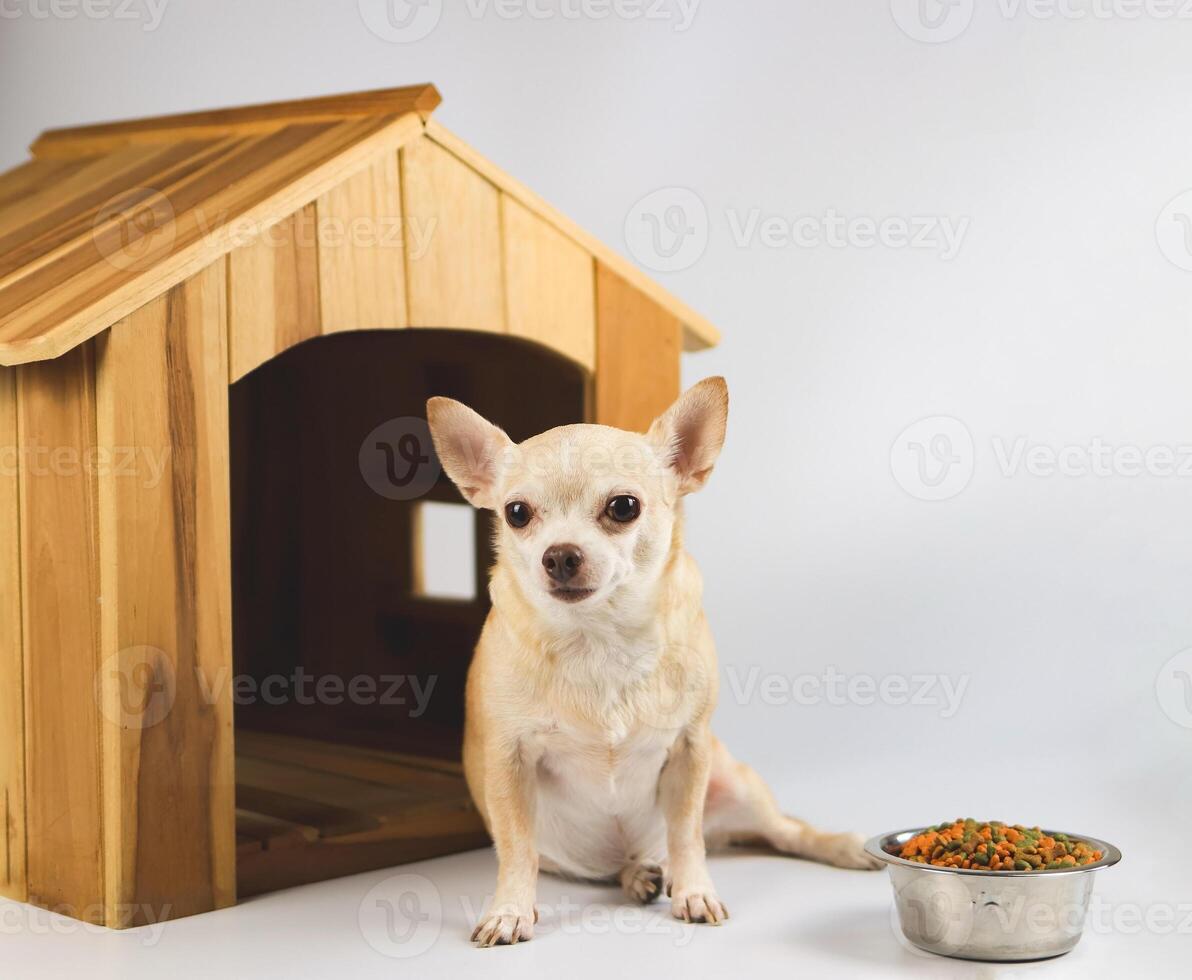 Perro chihuahua de pelo corto marrón sentado frente a una casa de perro de madera con tazón de comida, mirando a la cámara, aislado en fondo blanco. foto