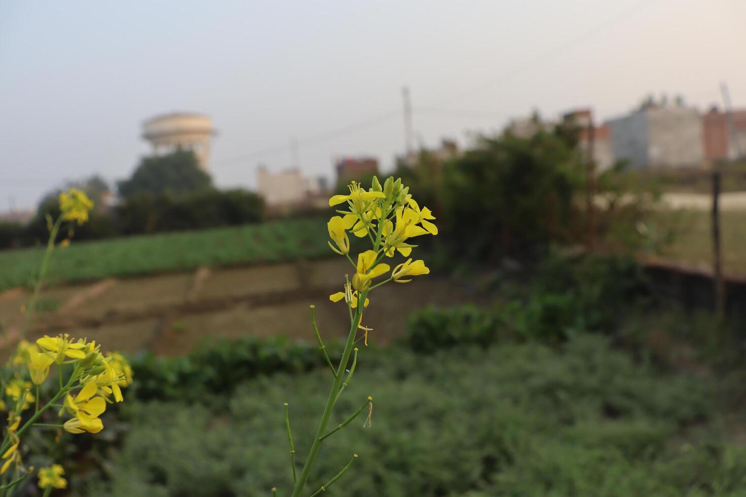 a field of yellow flowers in front of a water tower photo