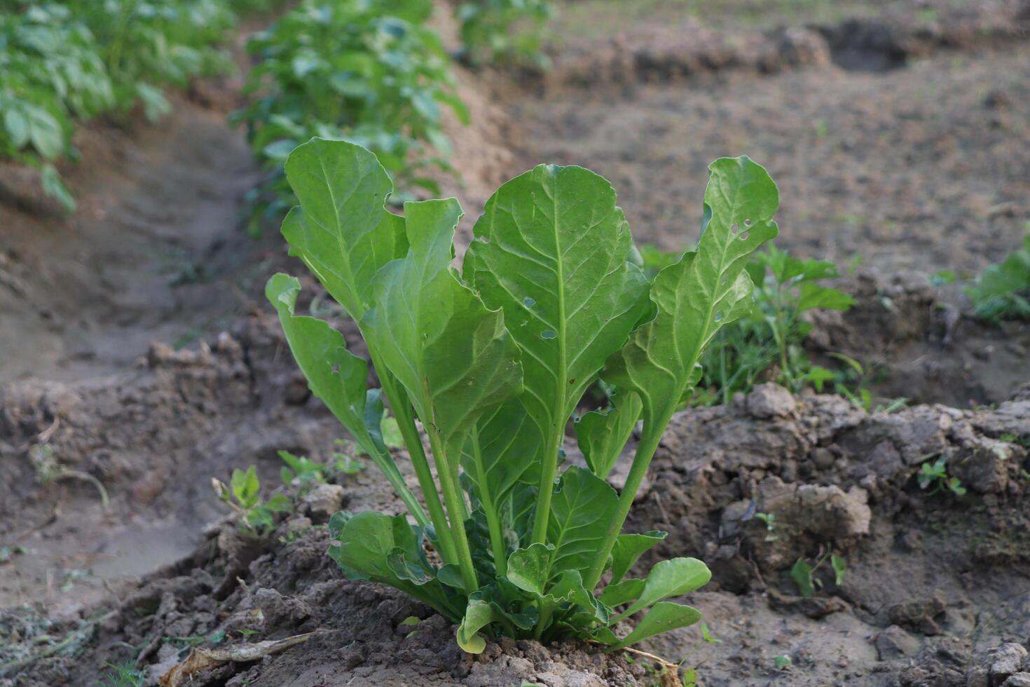 a plant with green leaves growing in the dirt photo