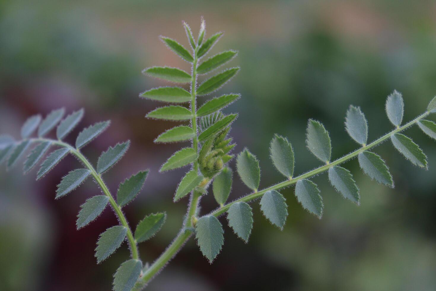 a close up of a plant with green leaves photo