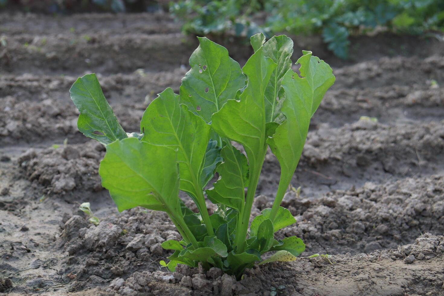 a plant with green leaves growing in the dirt photo