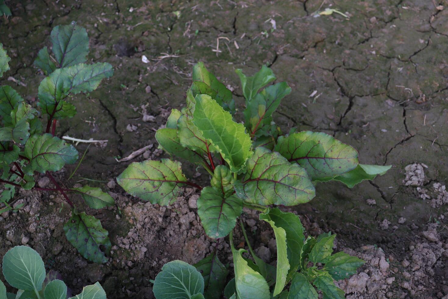 a plant with green leaves growing in the dirt photo