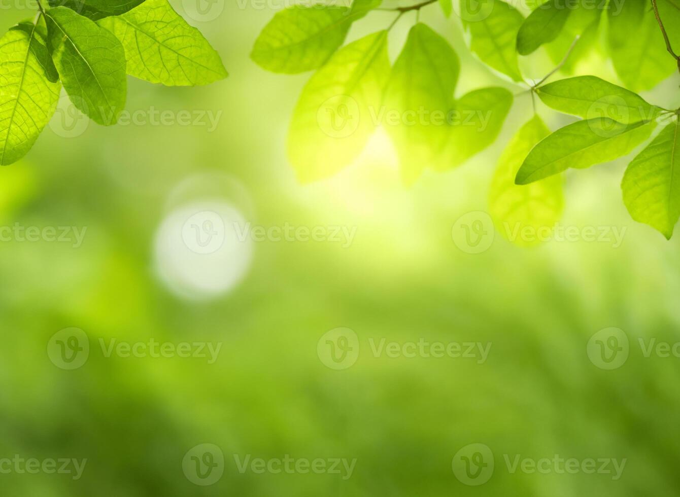 Closeup beautiful view of nature green leaves on blurred greenery tree background with sunlight in public garden park. It is landscape ecology and copy space for wallpaper and backdrop. photo