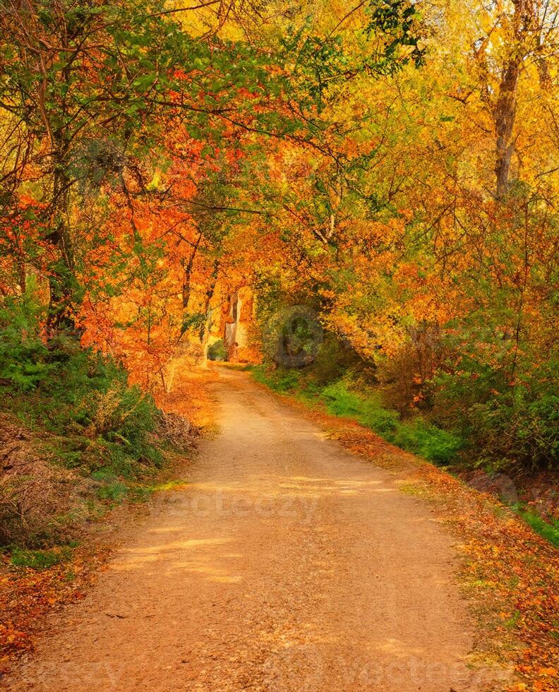 ruta en el bosque a otoño foto