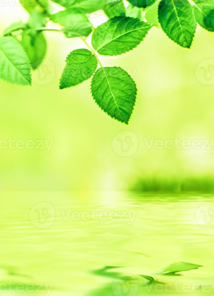 Green leaves and spring water, eco nature and bio energy background photo