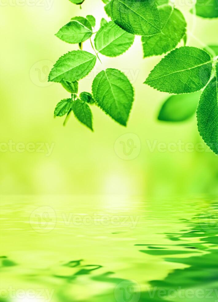 Green leaves and spring water, eco nature and bio energy background photo