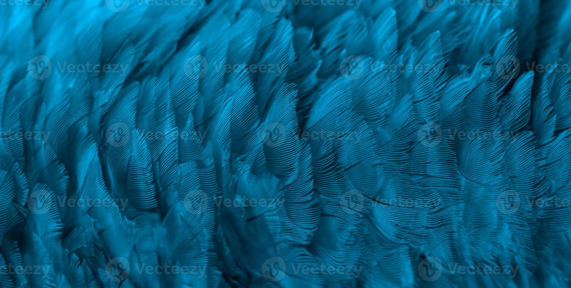Closeup macaw feathers for background photo