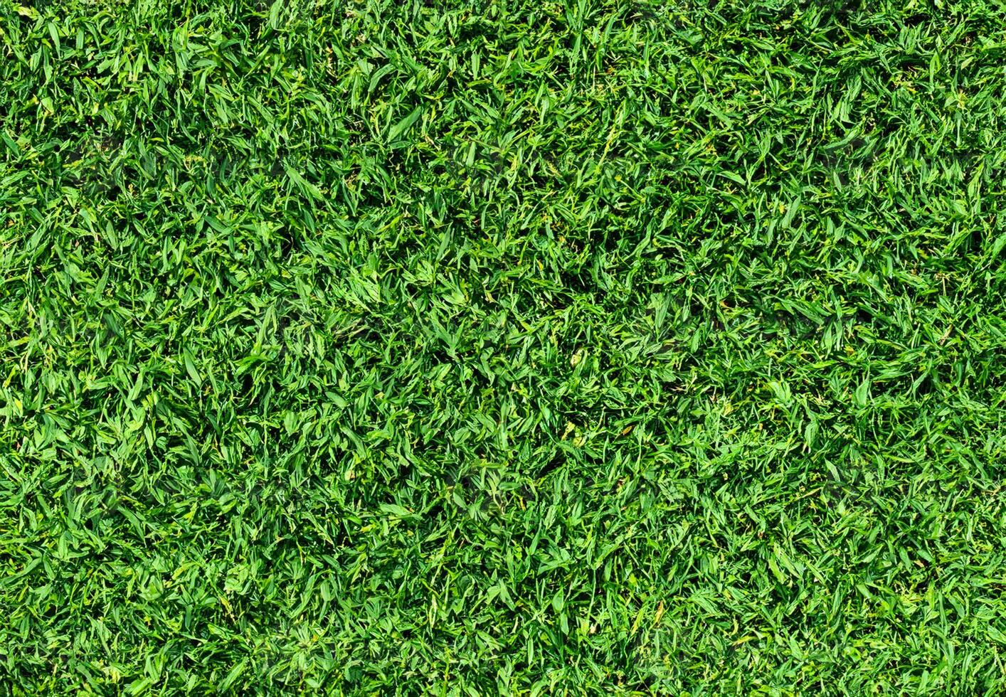 Natural Green grass texture background Close up Top view photo