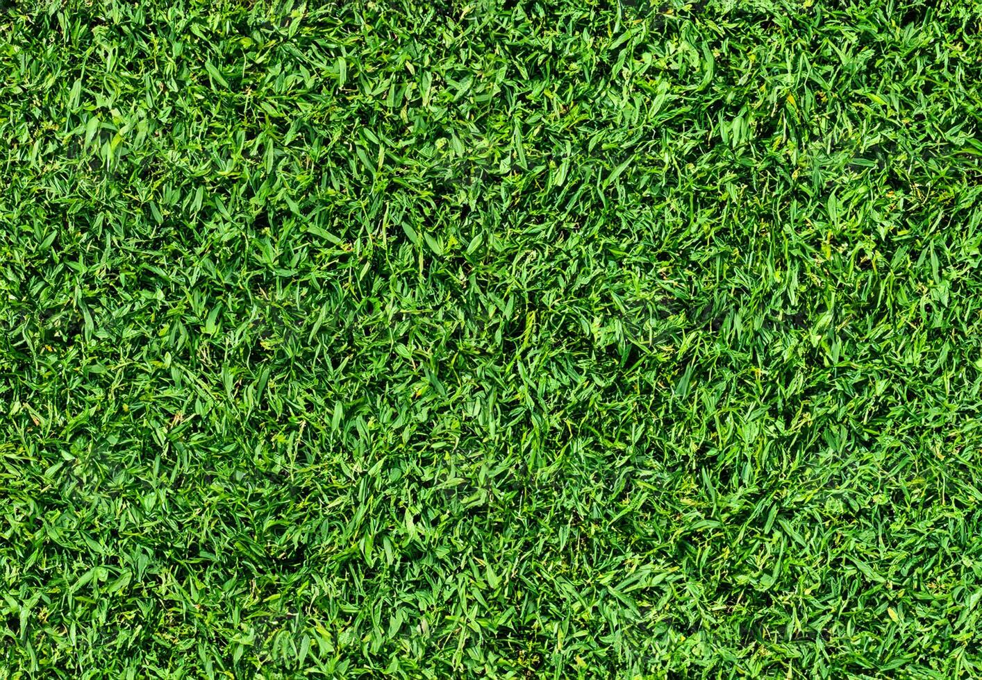 Natural Green grass texture background Close up Top view photo