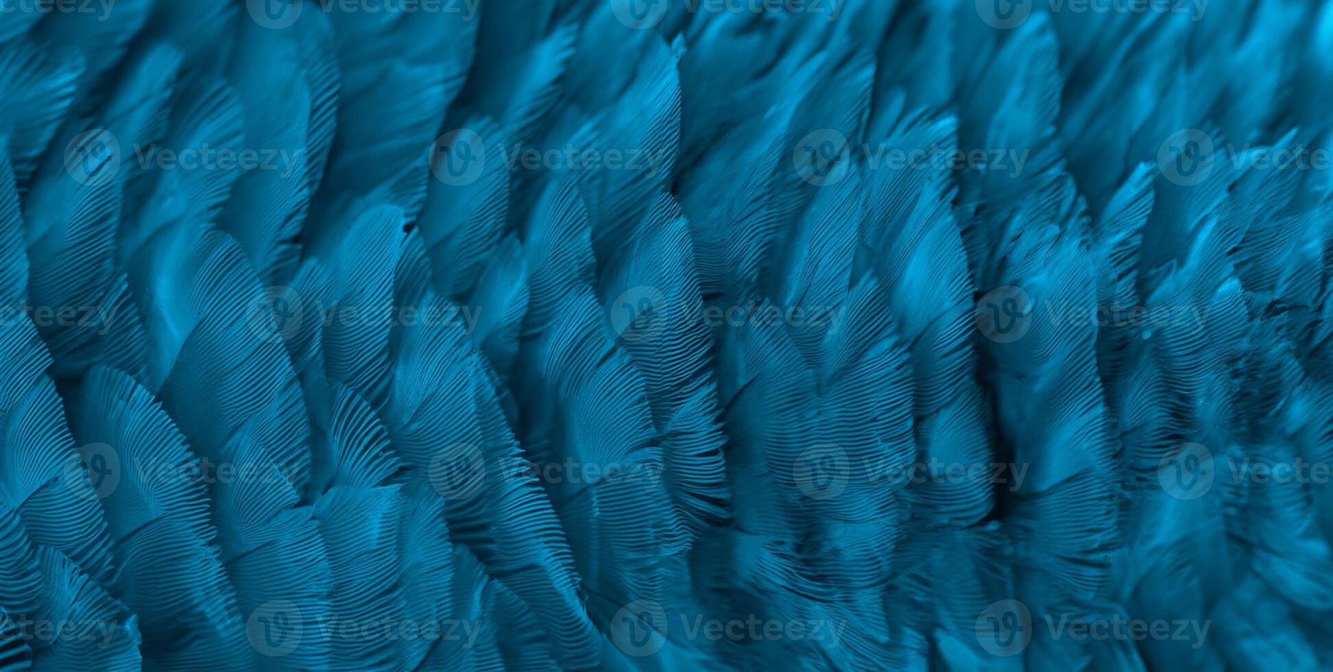 Closeup macaw feathers for background photo