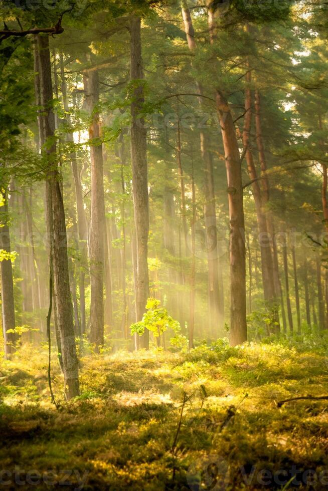 bosque a el báltico costa en Polonia con ligero vigas foto