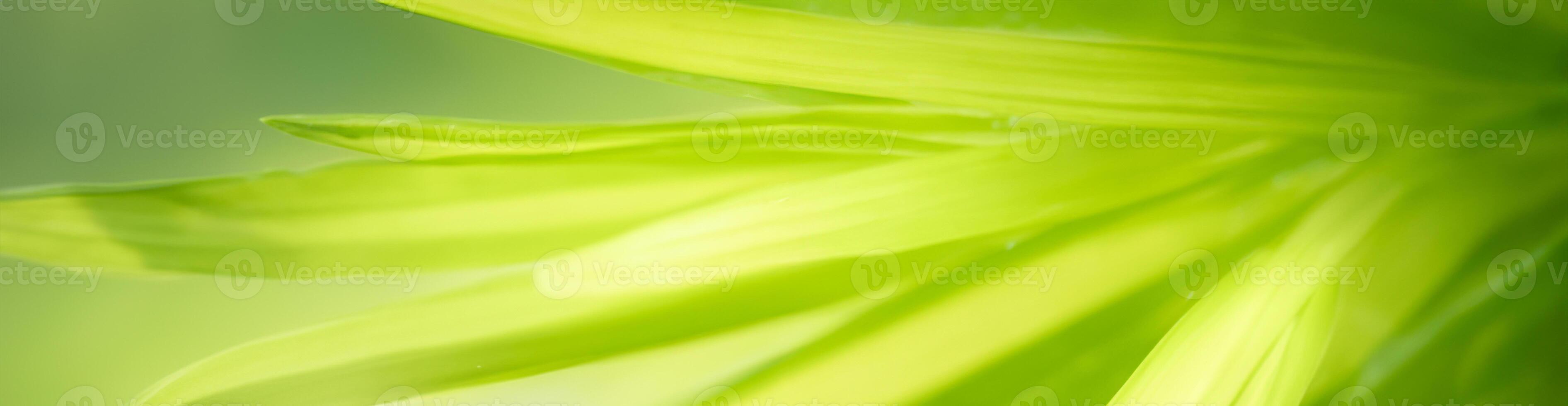 naturaleza de la hoja verde en el jardín en verano. plantas de hojas verdes naturales que usan como fondo de primavera portada vegetación medio ambiente ecología papel tapiz foto