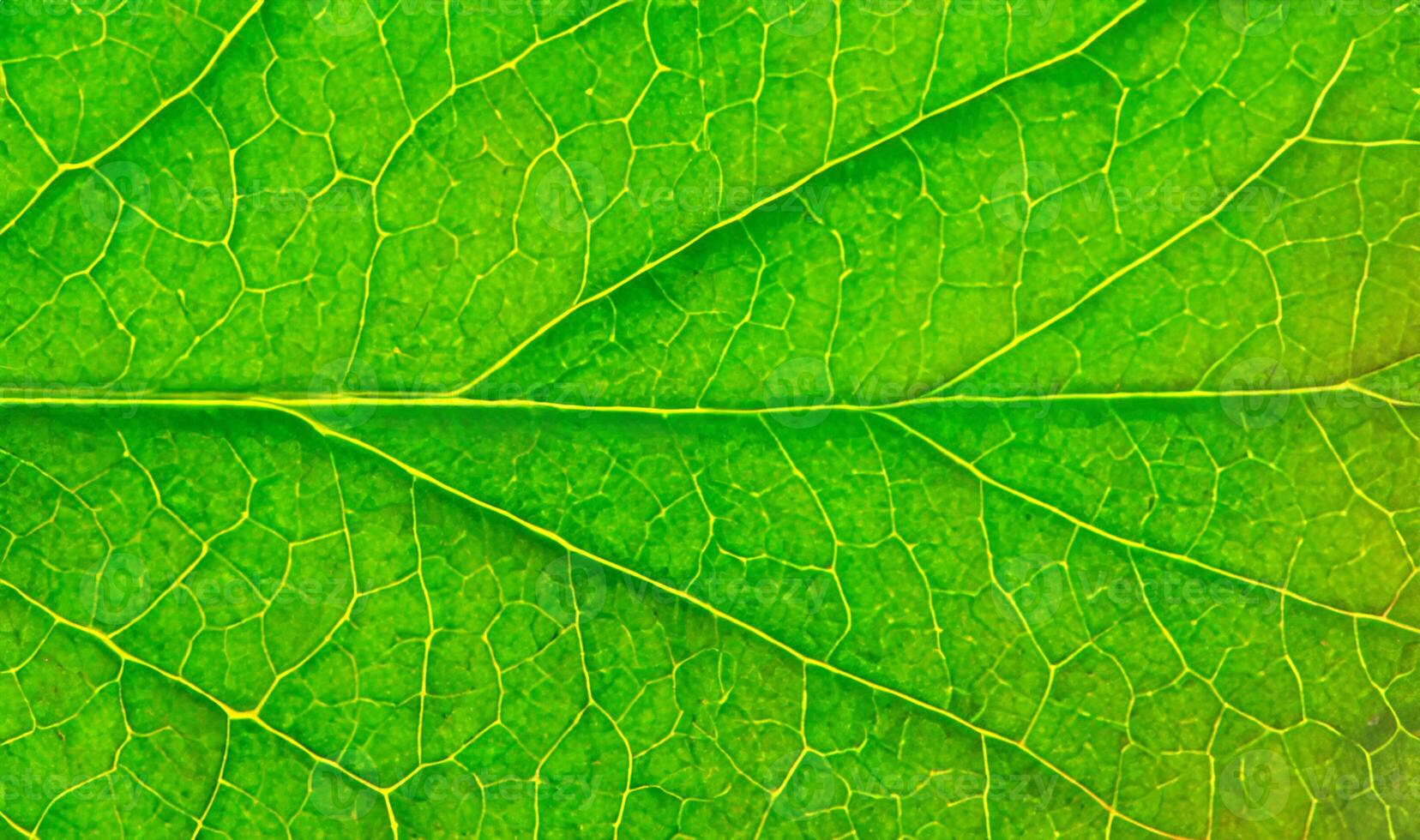 Green leaf texture background. Macro of a green leaf with veins. photo