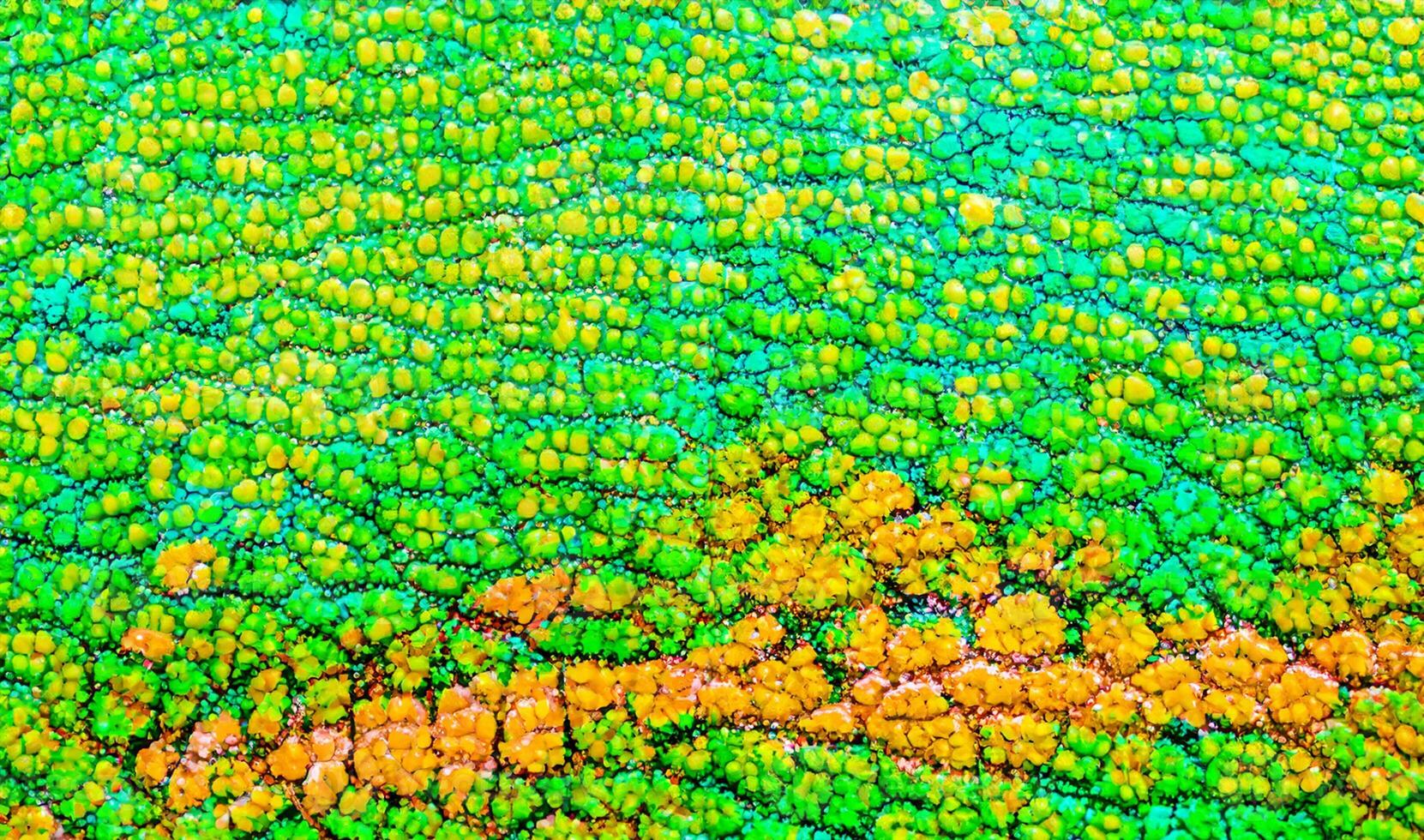 Beautiful multicolored bright chameleon skin, reptile skin pattern texture multicolored close-up as a background. photo