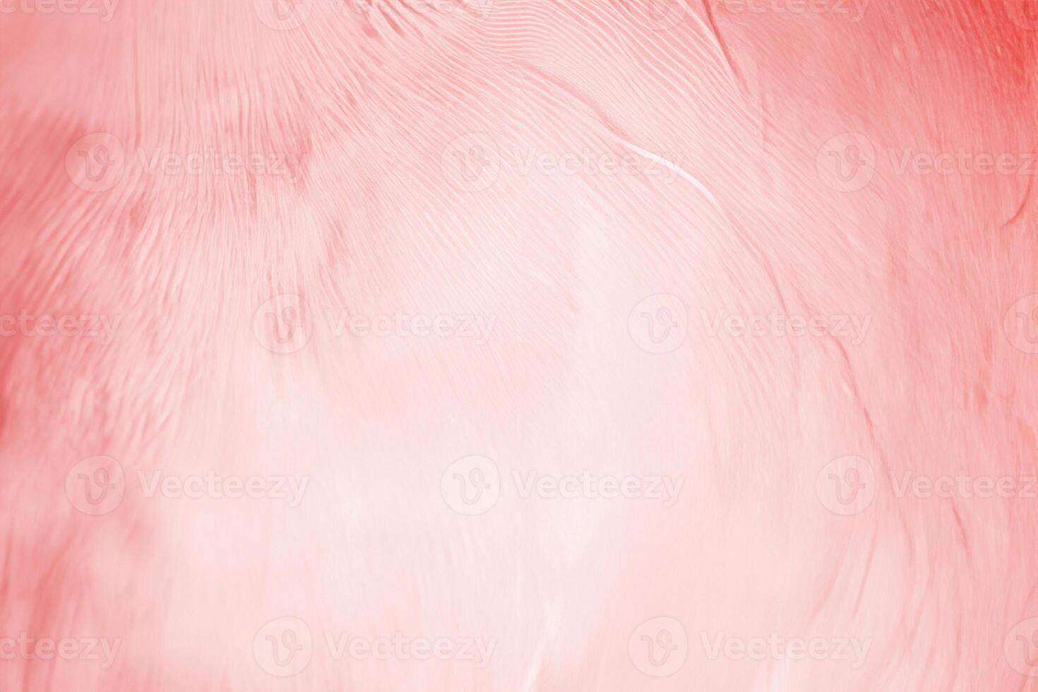 Beautiful line soft pink feather pattern texture background photo