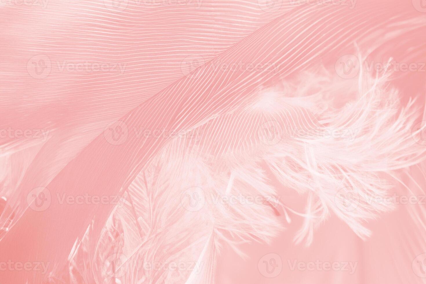 Beautiful soft pink feather wing pattern texture background photo
