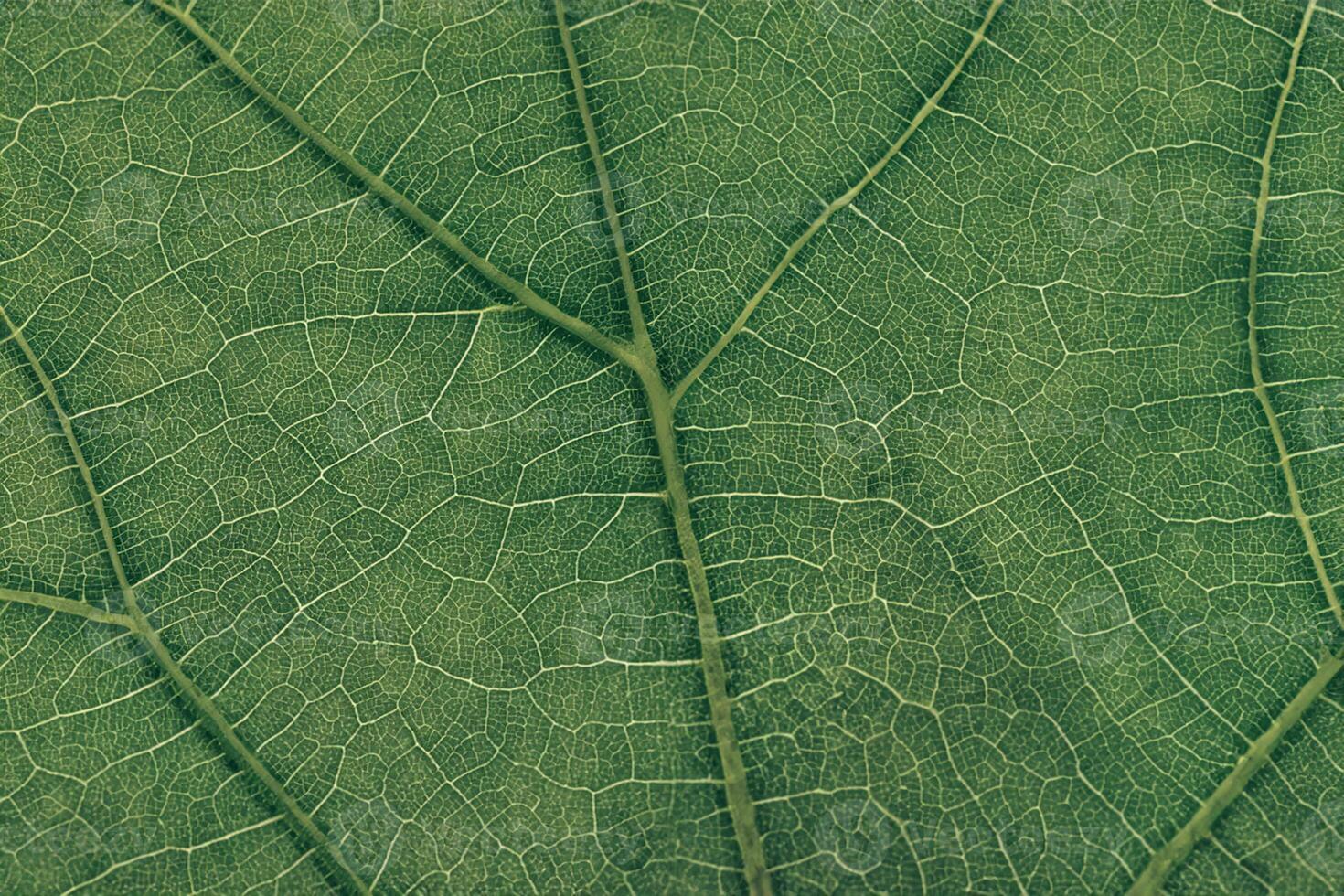 Close up green texture background. Cropped shot of green leaf textured. Abstract nature background pattrn for design. Macro photogrpaphy view. photo