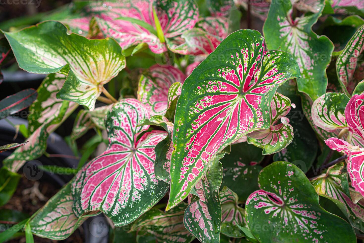 Beautiful of caladium bicolor, called Heart of Jesus or Queen of the leafy plants. Colorful in the garden. Selective focus photo