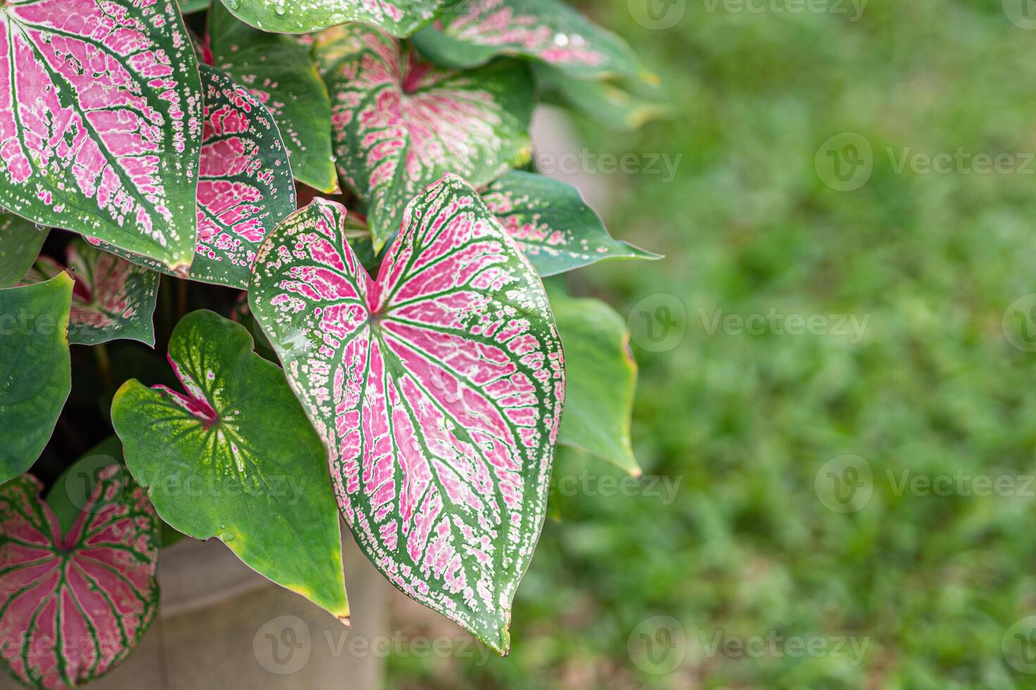Beautiful of caladium bicolor, called Heart of Jesus or Queen of the leafy plants. Colorful in the garden. Selective focus photo
