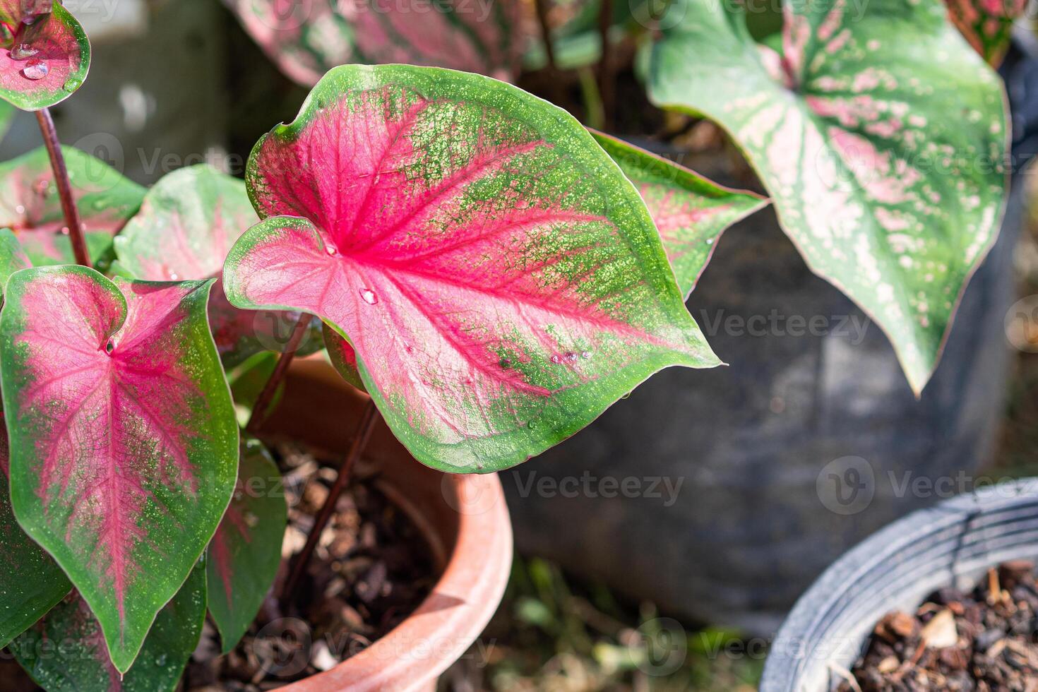 Beautiful of caladium bicolor, called Heart of Jesus or Queen of the leafy plants. Colorful in the garden. Selective focus photo