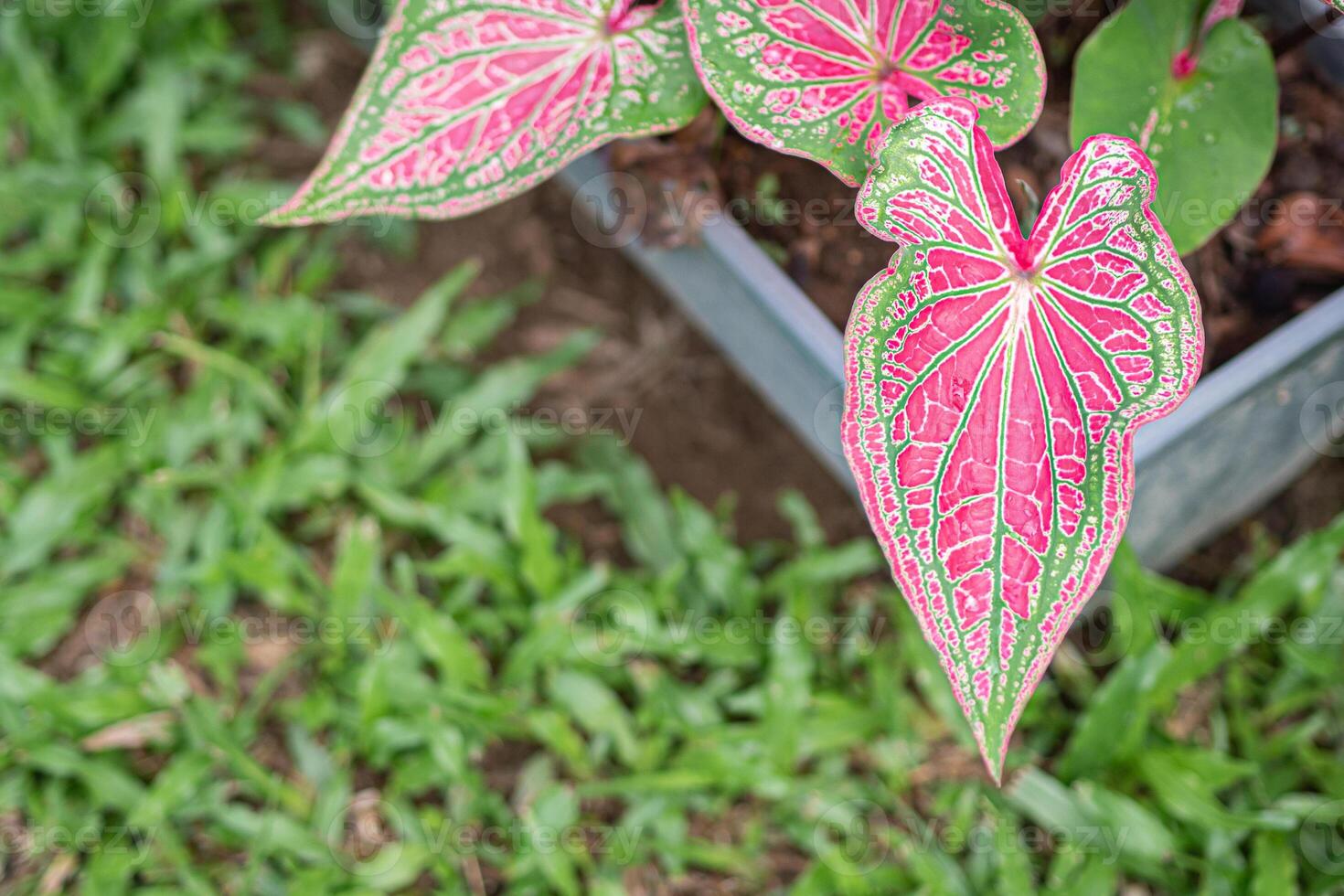Beautiful of caladium bicolor, called Heart of Jesus or Queen of the leafy plants. Colorful in the garden. Selective focus photo