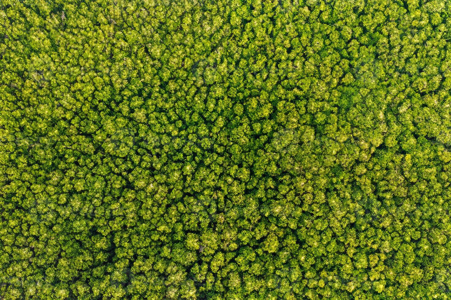 Aerial view Trees in the forest top view aerial rainforest ecosystem And healthy environment concept and background texture of forest view green trees from above text copy spac. photo