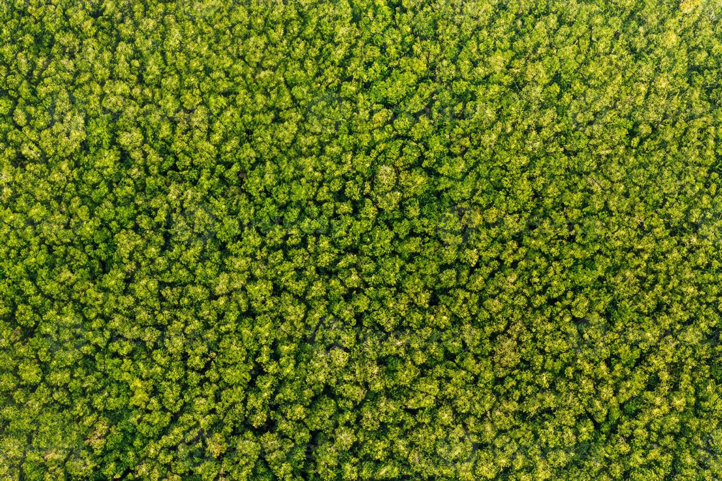 Aerial view Trees in the forest top view aerial rainforest ecosystem And healthy environment concept and background texture of forest view green trees from above text copy spac. photo