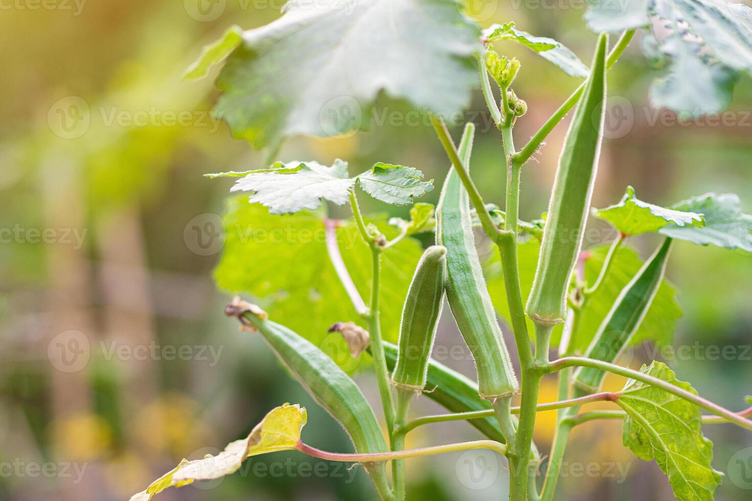 Close-up of okra is grown in pots and placed in the garden. photo