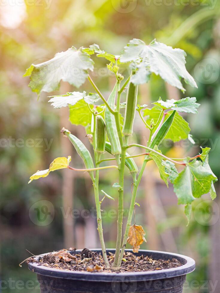 Okra is grown in pots and placed in the garden. photo
