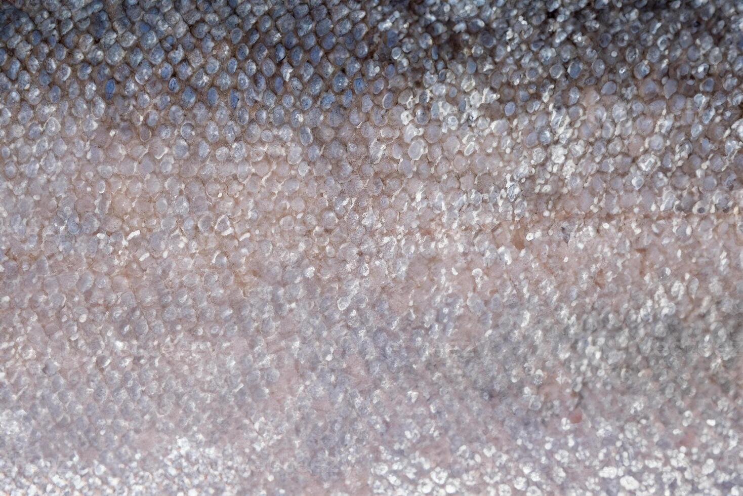 close up of salmon skin texture photo