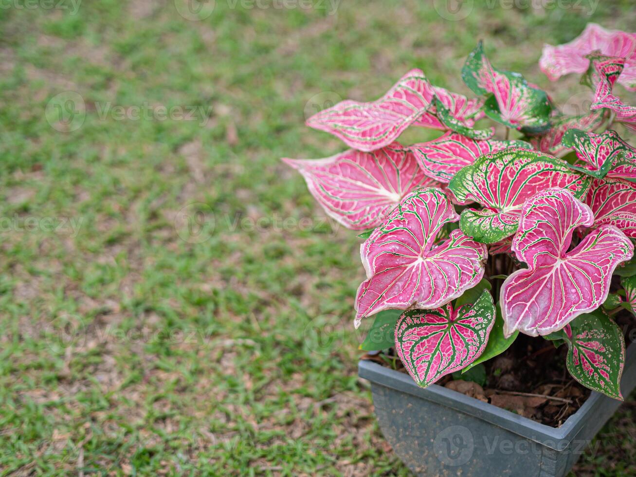 Beautiful Caladium bicolor. or Queen of the leafy plants. Colorful of bon leaves in the garden. Selective focus photo