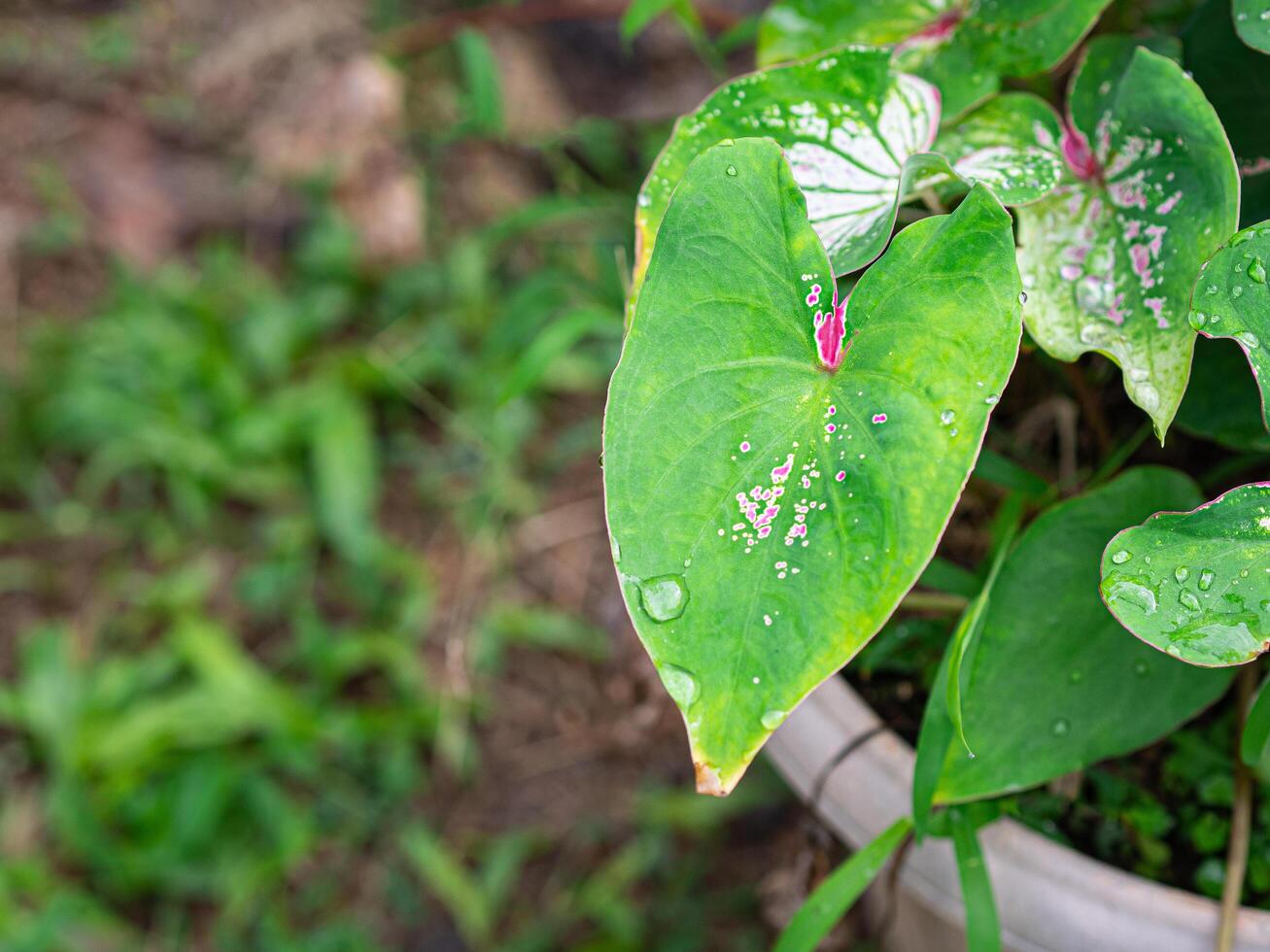 Beautiful Caladium bicolor. or Queen of the leafy plants. Colorful of bon leaves in the garden. Selective focus photo