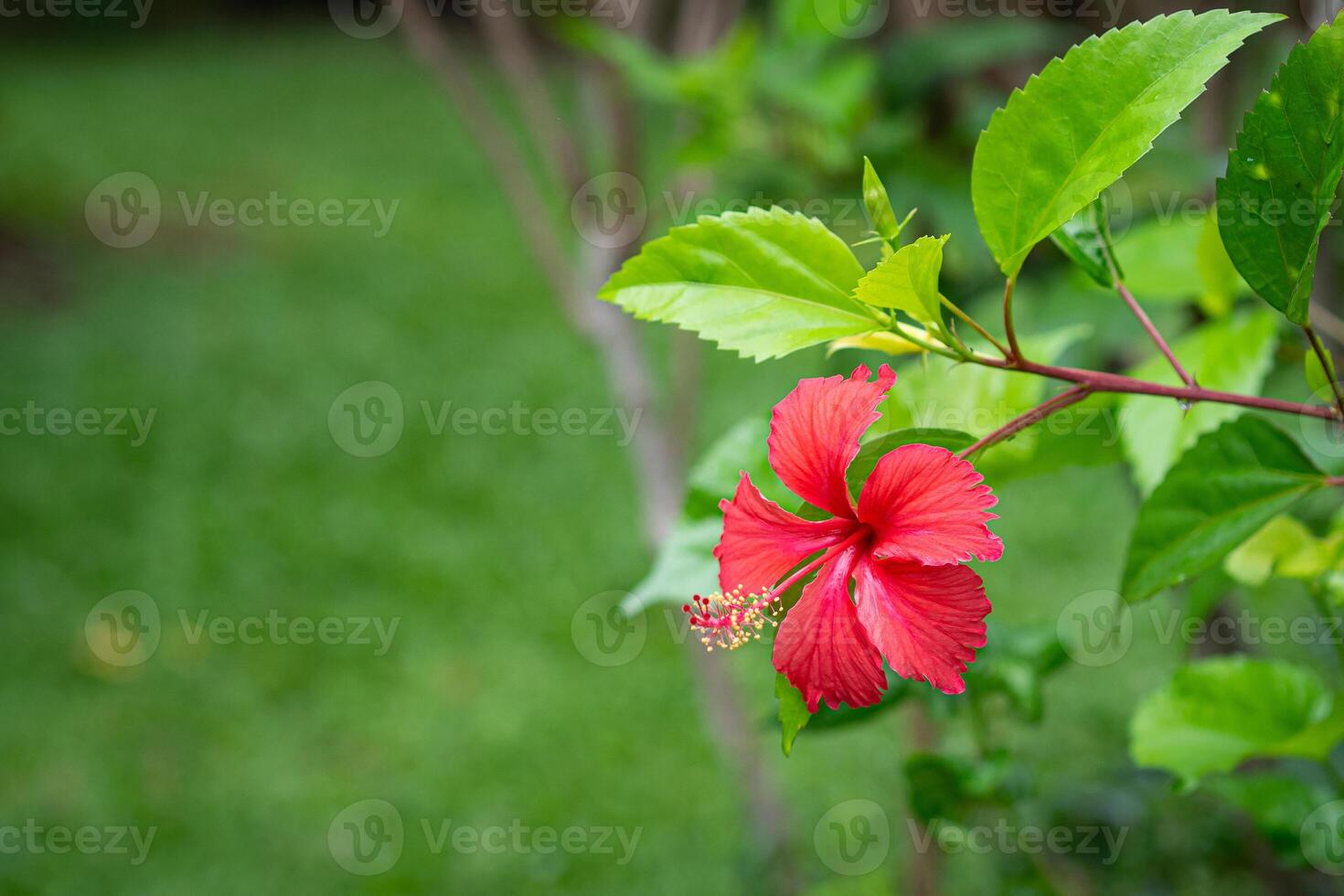 Red Hibiscus flower in the garden on a green background photo
