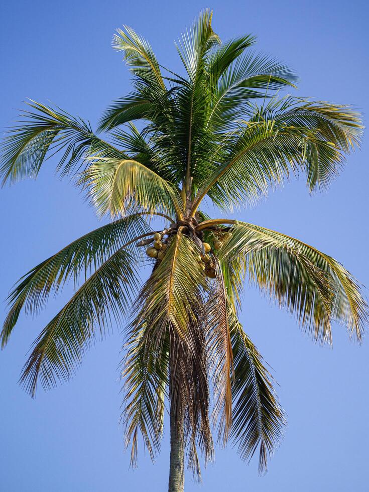 de cerca de el Coco árbol con azul cielo como un hermosa antecedentes. foto