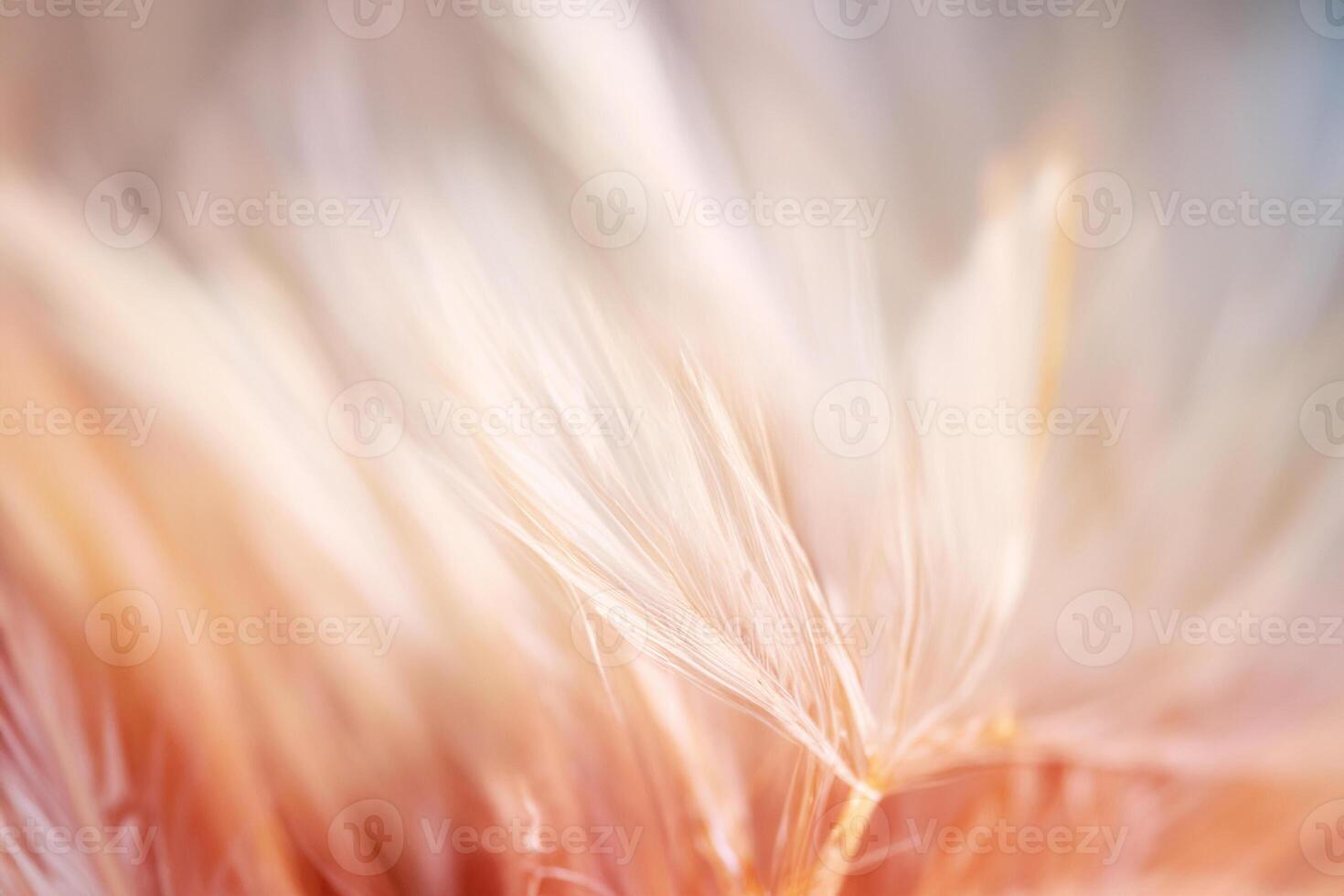 Pastel colored of chicken feathers in soft and blur style for the background photo