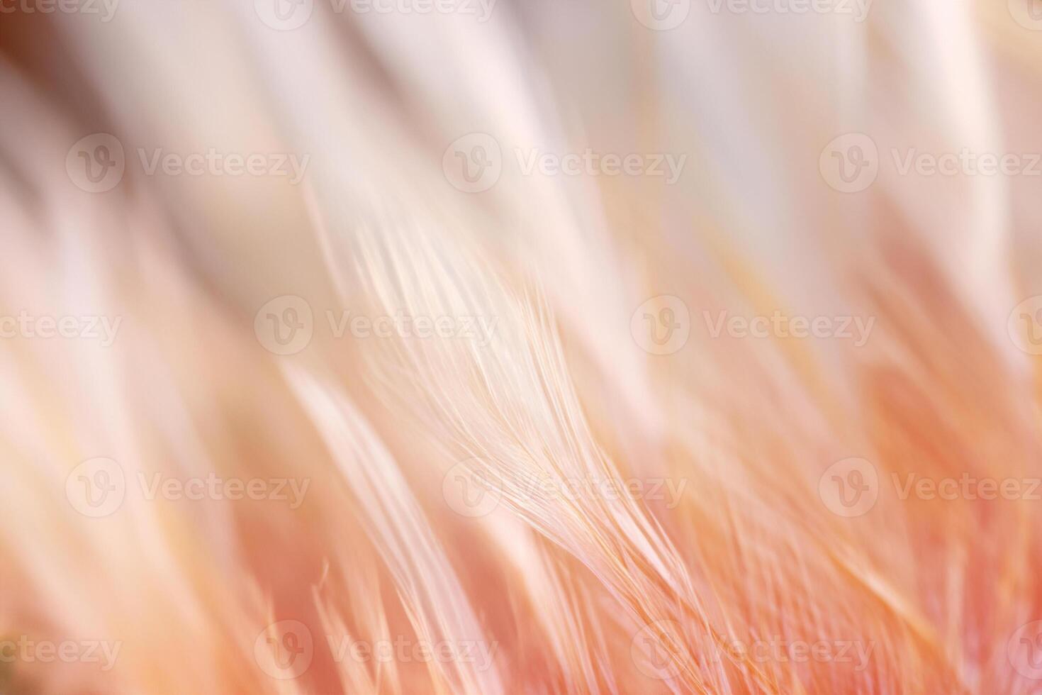 Pastel colored of chicken feathers in soft and blur style for the background photo