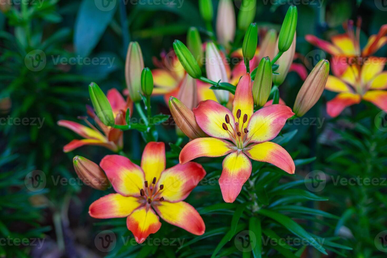 de cerca de vistoso lirio flor son floreciente en el jardín foto