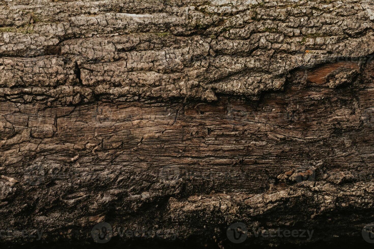 texture of the trees in the forest photo