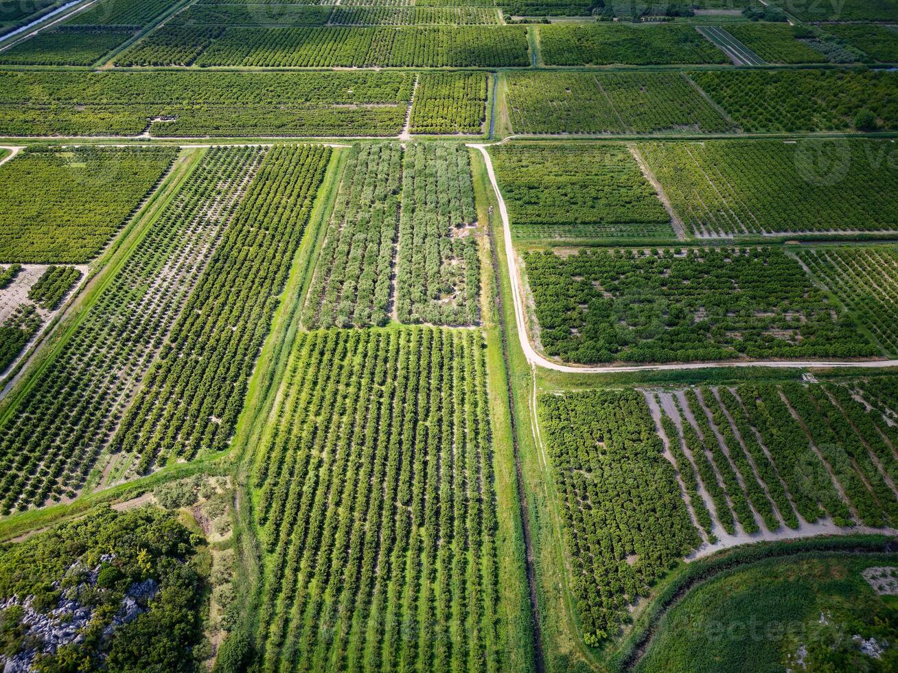 Aerial drone view of lush green agricultural fields. photo