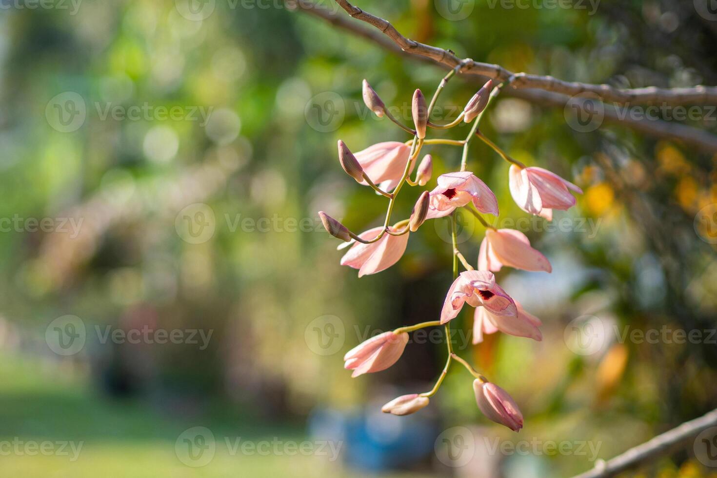 Orchids flower are about to blooming in the garden photo