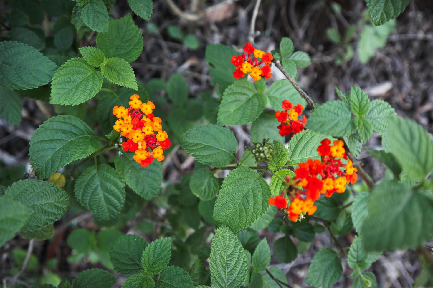 lantana camara yo comúnmente llamado lantana, común lantana, arbusto verbena, Español bandera, garrapata baya, bunga tahi ayam, bunga pagar foto