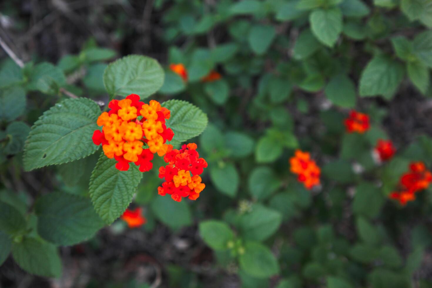 Lantana camara L. commonly named Lantana, Common Lantana, Shrub Verbena, Spanish Flag, Tick Berry, Bunga Tahi Ayam, Bunga Pagar photo